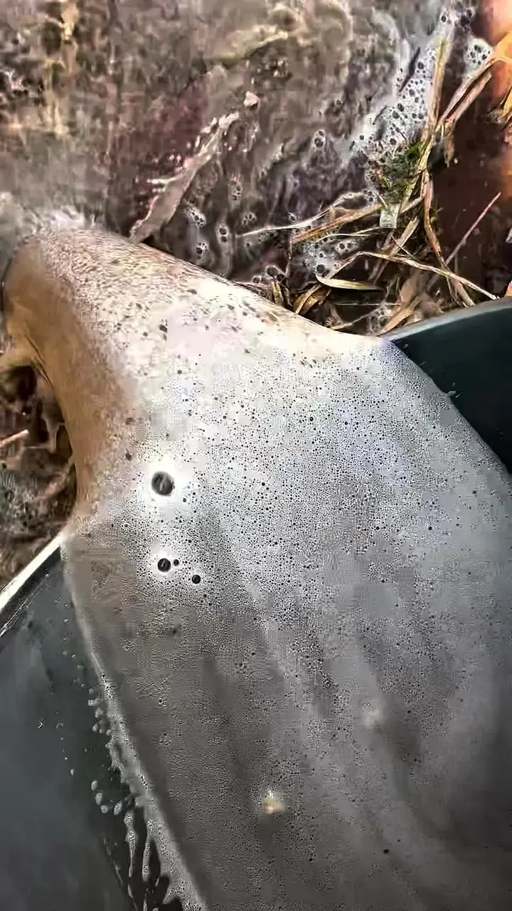 Água suja retirada do sofá na limpeza